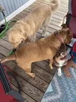 Sadie, a female Australian Shepherd for sale in Millsboro, DE – 4 of 4