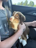 Sadie, a female Australian Shepherd for sale in Millsboro, DE – 3 of 4