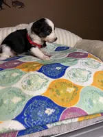 Miss Cheska , a female Miniature Australian Shepherd for sale in Tillamook, OR – 10 of 10
