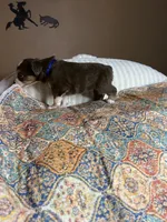 Mr Buddy , a male Miniature Australian Shepherd for sale in Tillamook, OR – 3 of 10