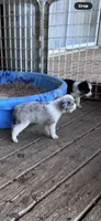 Mr.. Oreo , a male Miniature Australian Shepherd for sale in Tillamook, OR – 2 of 2