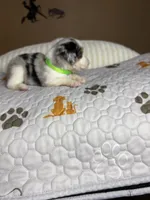 Mr Chico, a male Miniature Australian Shepherd for sale in Tillamook, OR – 2 of 7