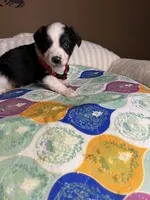 Miss Cheska , a female Miniature Australian Shepherd for sale in Tillamook, OR – 9 of 10