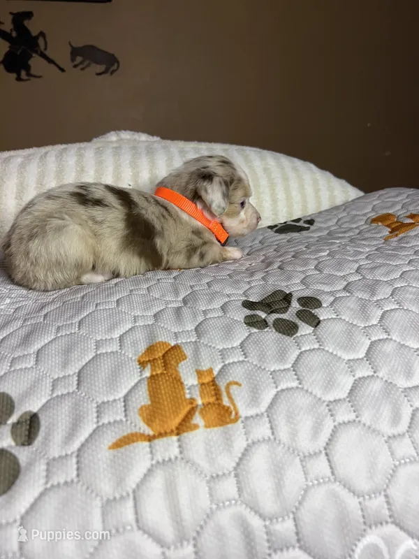 Mr Teddy  – Miniature Australian Shepherd puppy for sale in Tillamook, OR