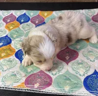 Miss Daisy , a female Miniature Australian Shepherd for sale in Tillamook, OR – 3 of 10