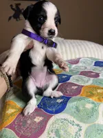 Miss Cheska , a female Miniature Australian Shepherd for sale in Tillamook, OR – 6 of 10