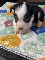 Miss Bella, a female Miniature Australian Shepherd for sale in Tillamook, OR – 4 of 5