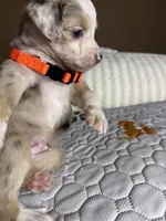 Mr Teddy , a male Miniature Australian Shepherd for sale in Tillamook, OR – 5 of 10