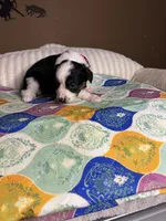 Miss Cheska , a female Miniature Australian Shepherd for sale in Tillamook, OR – 8 of 10