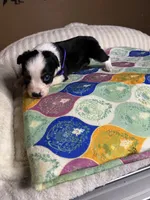 Miss Cheska , a female Miniature Australian Shepherd for sale in Tillamook, OR – 3 of 10