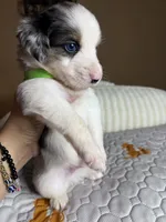 Mr Chico, a male Miniature Australian Shepherd for sale in Tillamook, OR – 6 of 7