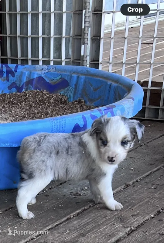 Mr.. Oreo  – Miniature Australian Shepherd puppy for sale in Tillamook, OR