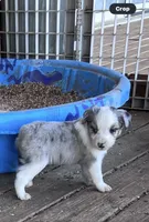 Mr.. Oreo , a male Miniature Australian Shepherd for sale in Tillamook, OR – 1 of 2
