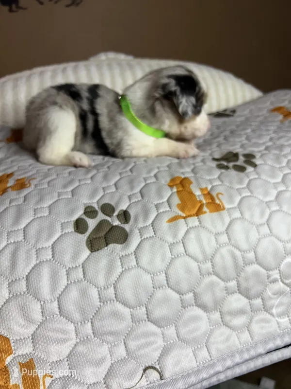 Mr Chico – Miniature Australian Shepherd puppy for sale in Tillamook, OR