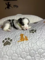 Mr Chico, a male Miniature Australian Shepherd for sale in Tillamook, OR – 5 of 7