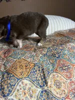 Mr Buddy , a male Miniature Australian Shepherd for sale in Tillamook, OR – 2 of 10