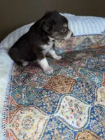 Mr Buddy , a male Miniature Australian Shepherd for sale in Tillamook, OR – 4 of 10