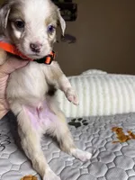 Mr Teddy , a male Miniature Australian Shepherd for sale in Tillamook, OR – 7 of 10