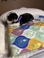 Miss Cheska , a female Miniature Australian Shepherd for sale in Tillamook, OR – 2 of 10