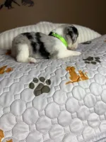 Mr Chico, a male Miniature Australian Shepherd for sale in Tillamook, OR – 7 of 7