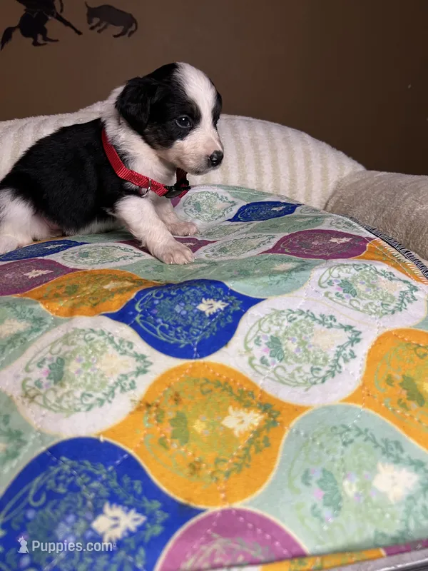 Miss Cheska  – Miniature Australian Shepherd puppy for sale in Tillamook, OR