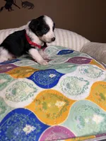 Miss Cheska , a female Miniature Australian Shepherd for sale in Tillamook, OR – 1 of 10