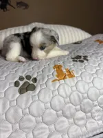 Mr Chico, a male Miniature Australian Shepherd for sale in Tillamook, OR – 4 of 7