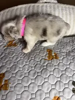 Miss Daisy , a female Miniature Australian Shepherd for sale in Tillamook, OR – 9 of 10