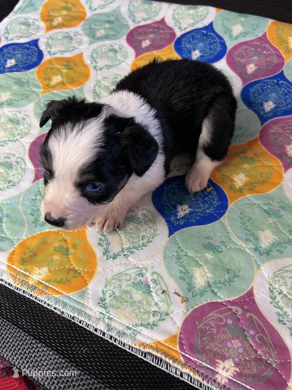 Miss Bella – Miniature Australian Shepherd puppy for sale in Tillamook, OR
