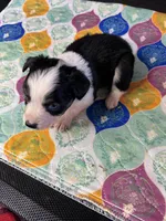 Miss Bella, a female Miniature Australian Shepherd for sale in Tillamook, OR – 1 of 5