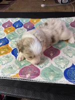 Miss Daisy , a female Miniature Australian Shepherd for sale in Tillamook, OR – 6 of 10