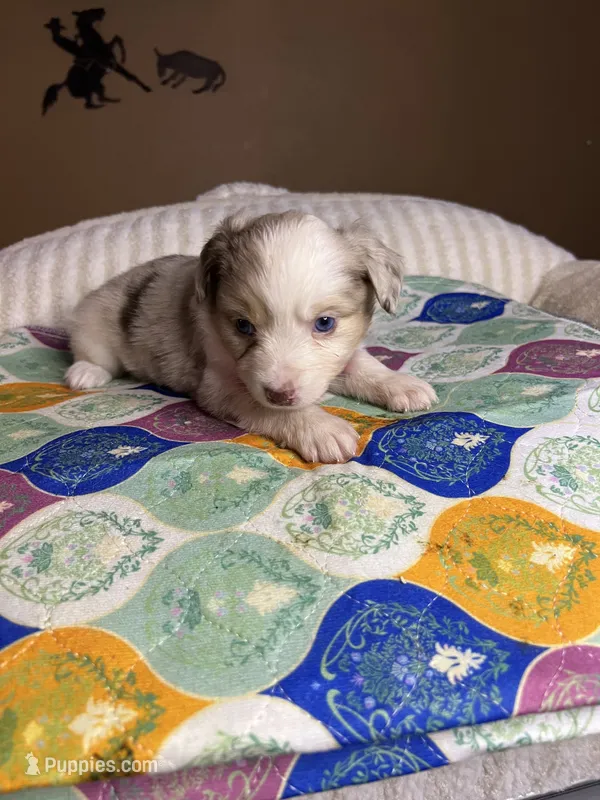 Miss Daisy  – Miniature Australian Shepherd puppy for sale in Tillamook, OR