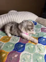 Miss Daisy , a female Miniature Australian Shepherd for sale in Tillamook, OR – 8 of 10