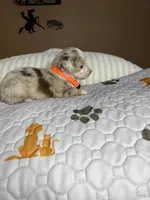 Mr Teddy , a male Miniature Australian Shepherd for sale in Tillamook, OR – 8 of 10