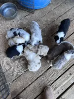 Miss Bella, a female Miniature Australian Shepherd for sale in Tillamook, OR – 3 of 5