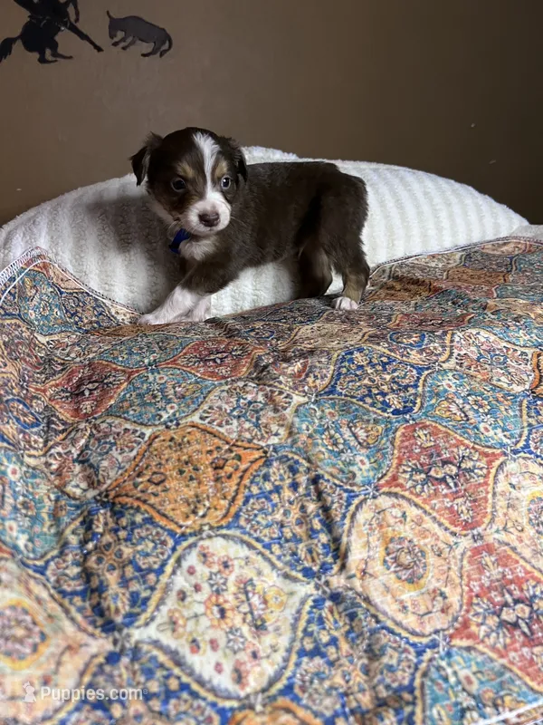 Lil Toby  – Miniature Australian Shepherd puppy for sale in Tillamook, OR