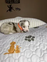 Mr Teddy , a male Miniature Australian Shepherd for sale in Tillamook, OR – 3 of 10