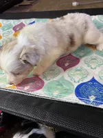 Miss Daisy , a female Miniature Australian Shepherd for sale in Tillamook, OR – 4 of 10