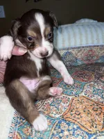 Mr Buddy , a male Miniature Australian Shepherd for sale in Tillamook, OR – 10 of 10