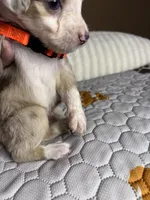 Mr Teddy , a male Miniature Australian Shepherd for sale in Tillamook, OR – 2 of 10