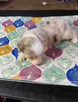 Miss Daisy , a female Miniature Australian Shepherd for sale in Tillamook, OR – 5 of 10