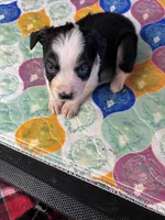 Miss Bella, a female Miniature Australian Shepherd for sale in Tillamook, OR – 5 of 5
