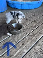 Mr Buddy , a male Miniature Australian Shepherd for sale in Tillamook, OR – 5 of 10