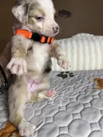 Mr Teddy , a male Miniature Australian Shepherd for sale in Tillamook, OR – 6 of 10