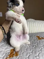 Mr Chico, a male Miniature Australian Shepherd for sale in Tillamook, OR – 3 of 7