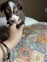 Mr Buddy , a male Miniature Australian Shepherd for sale in Tillamook, OR – 7 of 10