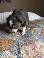 Mr Buddy , a male Miniature Australian Shepherd for sale in Tillamook, OR – 6 of 10
