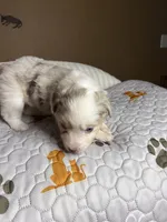 Mr Teddy , a male Miniature Australian Shepherd for sale in Tillamook, OR – 9 of 10