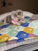 Miss Daisy , a female Miniature Australian Shepherd for sale in Tillamook, OR – 10 of 10