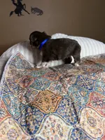 Mr Buddy , a male Miniature Australian Shepherd for sale in Tillamook, OR – 9 of 10